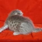 Athena F-6SBT Blue Female DOB 3-10-23