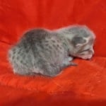 Athena F-6SBT Blue Female DOB 3-10-23