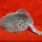 Athena F-6SBT Blue Female DOB 3-10-23