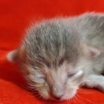 Athena F-6SBT Blue Female DOB 3-10-23