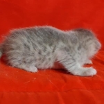 Athena F-6SBT Blue Female DOB 3-10-23