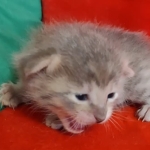 Athena F-6SBT Blue Female DOB 3-10-23