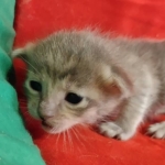 Athena F-6SBT Blue Female DOB 3-10-23