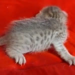 Athena F-6SBT Blue Female DOB 3-10-23