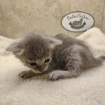 Athena F-6SBT Blue Female DOB 3-10-23