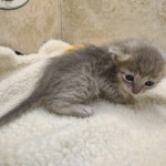 Athena F-6SBT Blue Female DOB 3-10-23