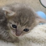 Athena F-6SBT Blue Female DOB 3-10-23