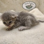 Athena F-6SBT Blue Female DOB 3-10-23