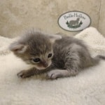 Athena F-6SBT Blue Female DOB 3-10-23