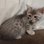 Athena F-6SBT Blue Female DOB 3-10-23