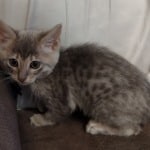 Athena F-6SBT Blue Female DOB 3-10-23