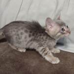 Athena F-6SBT Blue Female DOB 3-10-23