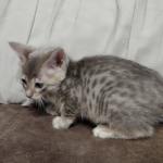 Athena F-6SBT Blue Female DOB 3-10-23