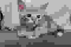 Wendle Savannah F-6SBT Blue Male DOB 3-10-23