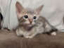 Wendle Savannah F-6SBT Blue Male DOB 3-10-23