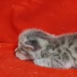 Savannah F-6SBT Blue Male DOB 3-10-23