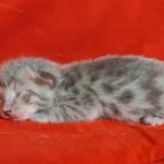 Savannah F-6SBT Blue Male DOB 3-10-23