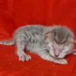 Savannah F-6SBT Blue Male DOB 3-10-23