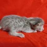 Savannah F-6SBT Blue Male DOB 3-10-23