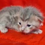 Savannah F-6SBT Blue Male DOB 3-10-23