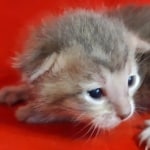 Savannah F-6SBT Blue Male DOB 3-10-23