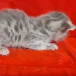 Savannah F-6SBT Blue Male DOB 3-10-23