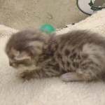 Savannah F-6SBT Blue Male DOB 3-10-23