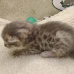 Savannah F-6SBT Blue Male DOB 3-10-23