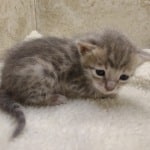 Savannah F-6SBT Blue Male DOB 3-10-23