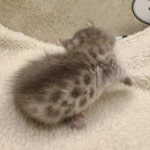 Savannah F-6SBT Blue Male DOB 3-10-23