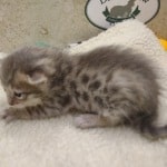 Savannah F-6SBT Blue Male DOB 3-10-23