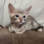 Savannah F-6SBT Blue Male DOB 3-10-23