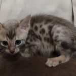 Savannah F-6SBT Blue Male DOB 3-10-23