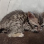 Savannah F-6SBT Blue Male DOB 3-10-23