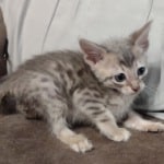 Savannah F-6SBT Blue Male DOB 3-10-23