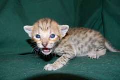 Leo Savannah F-6SBT Brown Spotted Golden Male DOB 4-10-15