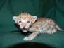 Leo Savannah F-6SBT Brown Spotted Golden Male DOB 4-10-15