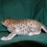 Savannah, F-6SBT Male Brown Spotted DOB 4-10-15