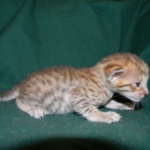 Savannah, F-6SBT Male Brown Spotted DOB 4-10-15