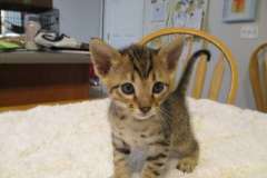 Kricket Savannah F-6SBT Brown (black) spotted male DOB 9/27/16