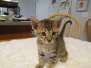Kricket Savannah F-6SBT Brown (black) spotted male DOB 9/27/16