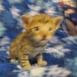 Savannah, F-6SBT, Brown Black spotted, Male, dob 9/27/16