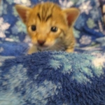 Savannah, F-6SBT, Brown Black spotted, Male, dob 9/27/16