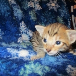 Savannah, F-6SBT, Brown Black spotted, Male, dob 9/27/16