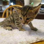 Savannah, F-6SBT, Brown Black spotted, Male, dob 9/27/16