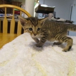 Savannah, F-6SBT, Brown Black spotted, Male, dob 9/27/16