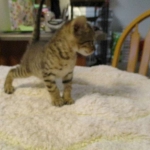 Savannah, F-6SBT, Brown Black spotted, Male, dob 9/27/16