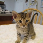 Savannah, F-6SBT, Brown Black spotted, Male, dob 9/27/16