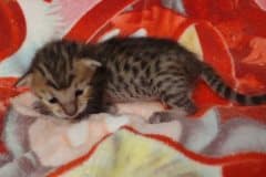 Savannah F-6SBT Brown Spotted Female #1 DOB 5-29-22