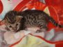 Savannah F-6SBT Brown Spotted Female #1 DOB 5-29-22
